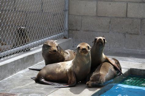 Pacific marine mammal center - You can host as many personal online fundraisers as you wish. Tips: Use a name easy for people to find you; Upload an image/photo people will recognize you by 